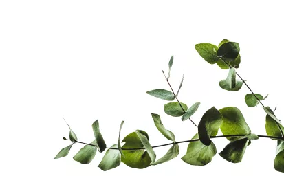 Веточка эвкалипта