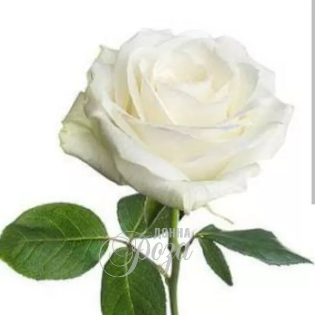 Белая роза нежности 2