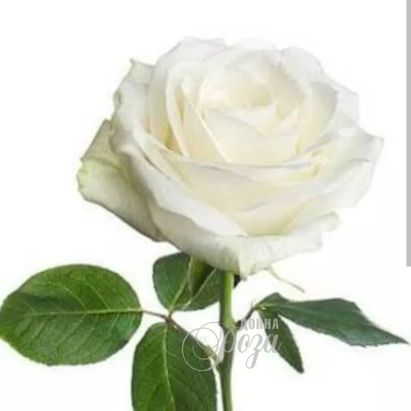 Белая роза нежности 2