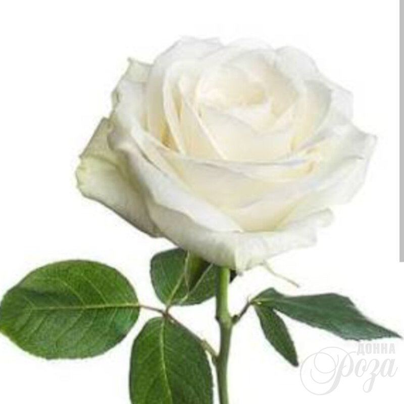 Белая роза нежности 2