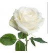 Белая роза нежности 2