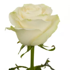 Белая роза нежности от интернет-магазина «Донна Роза» в Кемерове