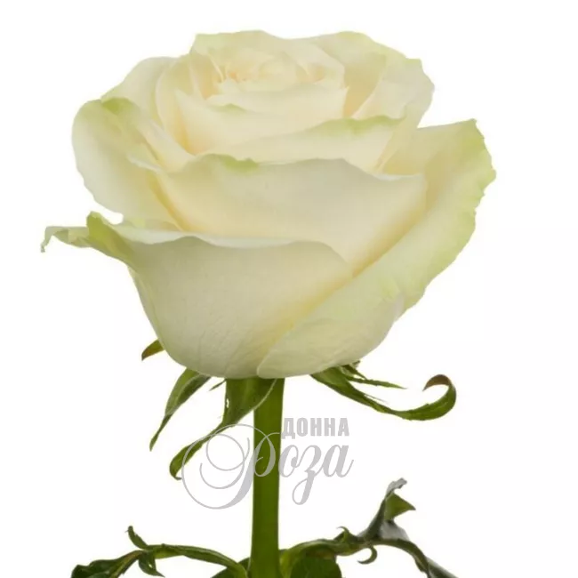 Белая роза нежности