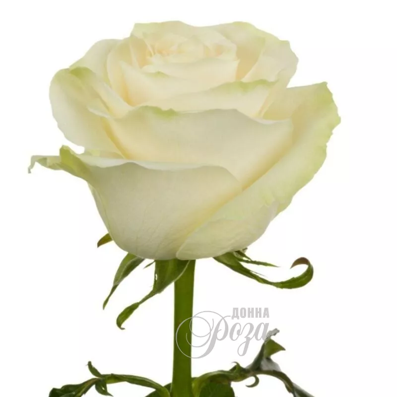 Белая роза нежности
