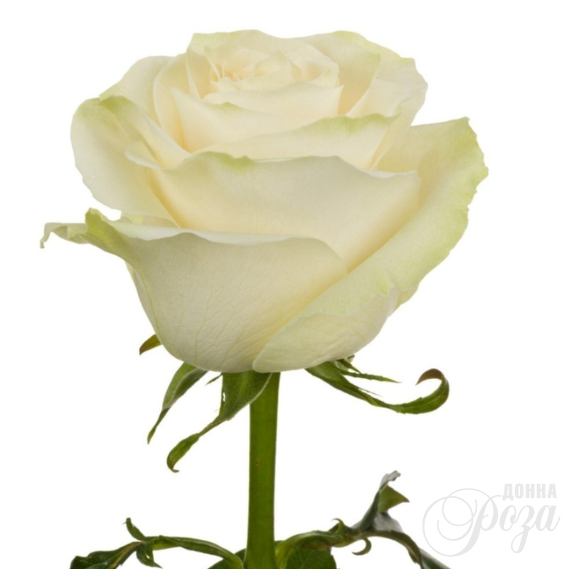Белая роза нежности