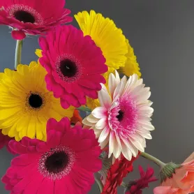 Гербера от интернет-магазина «Донна Роза» в Кемерове