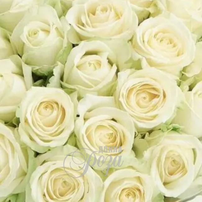 Монобукет из белых роз &laquo;Снежана&raquo; 1