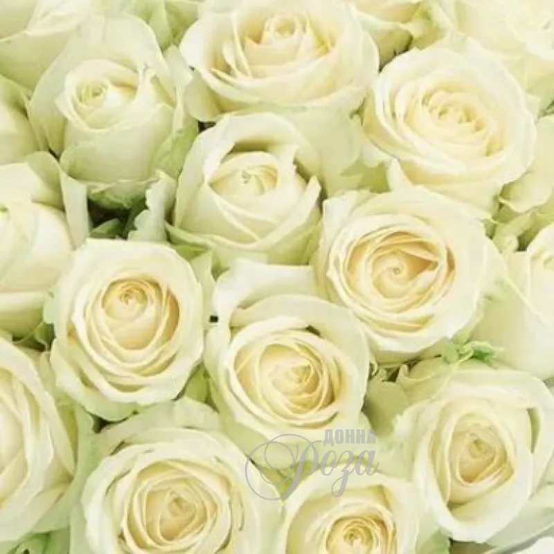 Монобукет из белых роз &laquo;Снежана&raquo; 1