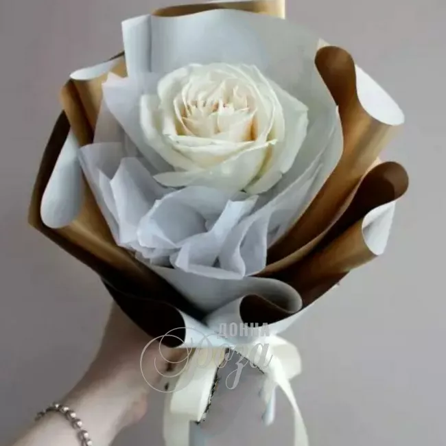 Роза &laquo;Плая Бланка&raquo;