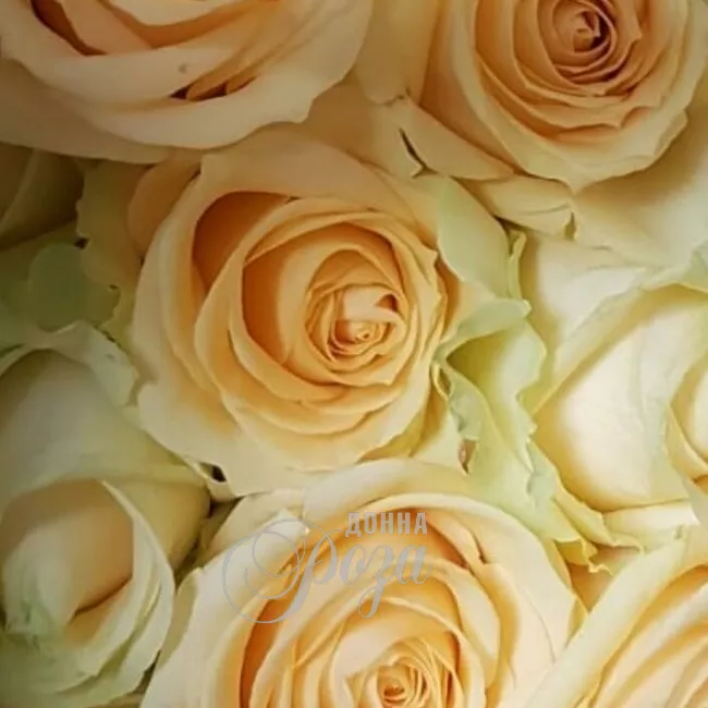 Монобукет из роз  &laquo;101 Карамелька&raquo; 1