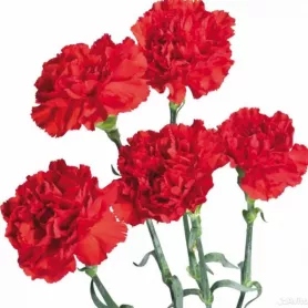 Гвоздика красная от интернет-магазина «Донна Роза» в Кемерове