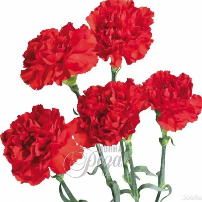 Гвоздика красная