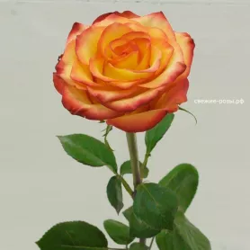 Роза Огненный поцелуй от интернет-магазина «Донна Роза» в Кемерове