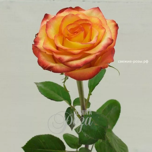 Роза Огненный поцелуй