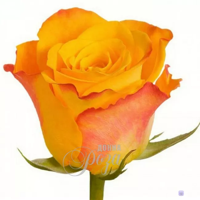 Роза Огненный поцелуй 1