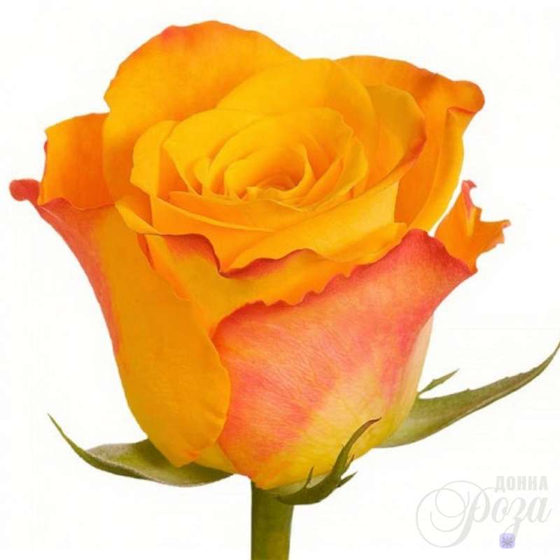 Роза Огненный поцелуй 1