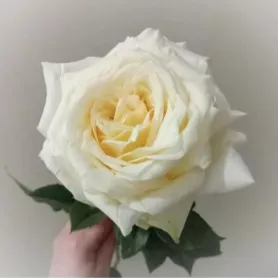 Пионовидная роза Канделайт от интернет-магазина «Донна Роза» в Кемерове