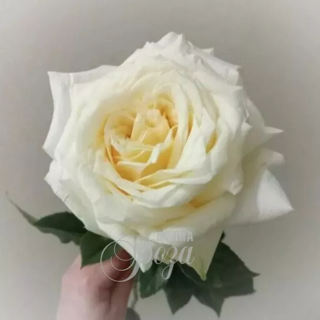 Пионовидная роза Канделайт