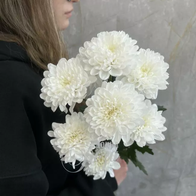 Хризантема кустовая &laquo;Алтай&raquo;