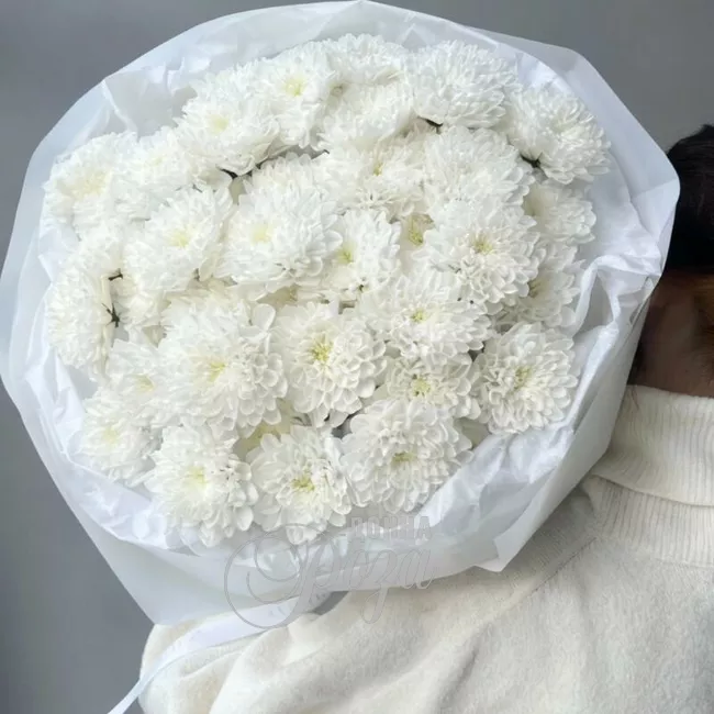 Хризантема кустовая &laquo;Алтай&raquo; 2