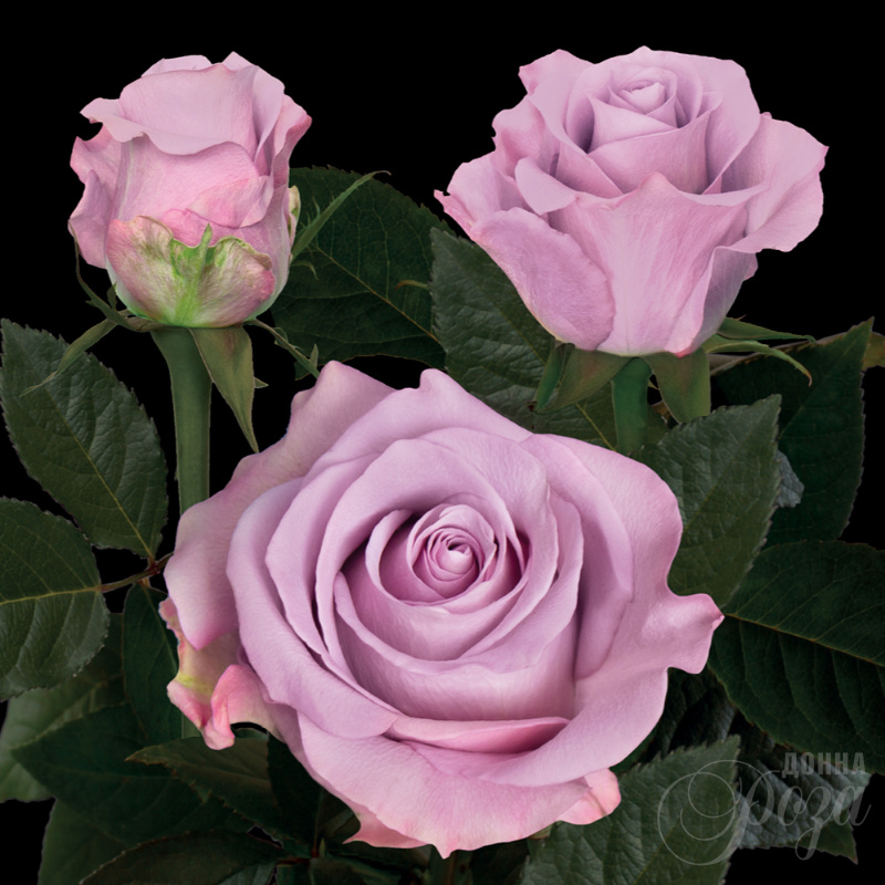 Роза Соловушка