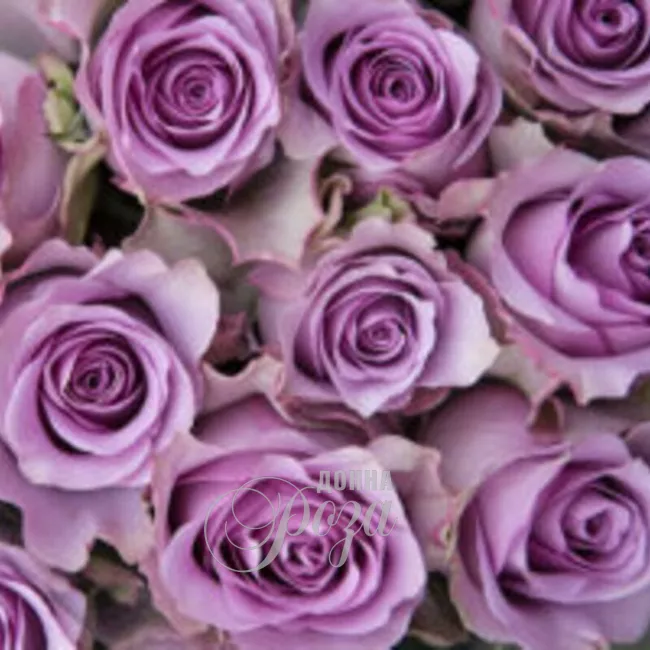 Роза Соловушка 1