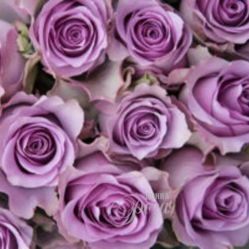 Роза Соловушка 1