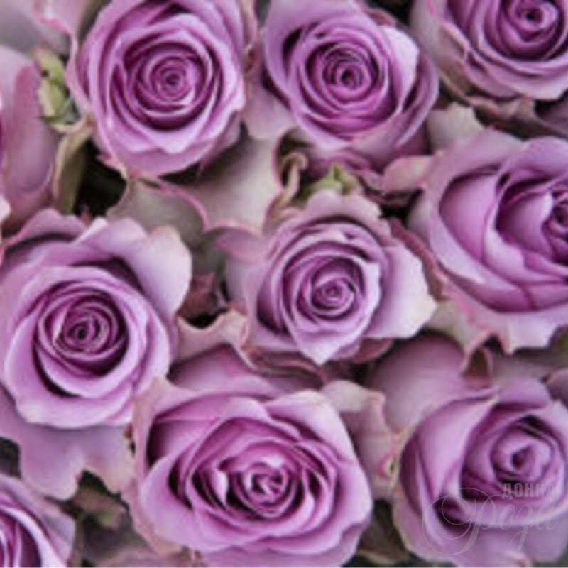 Роза Соловушка 1