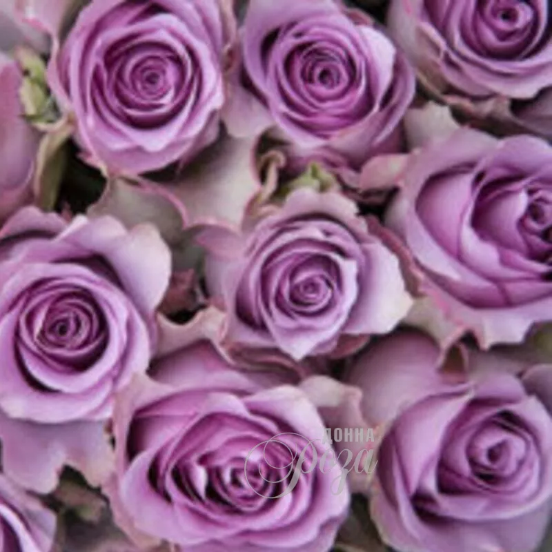 Букет &laquo;Песня соловушки&raquo; 1