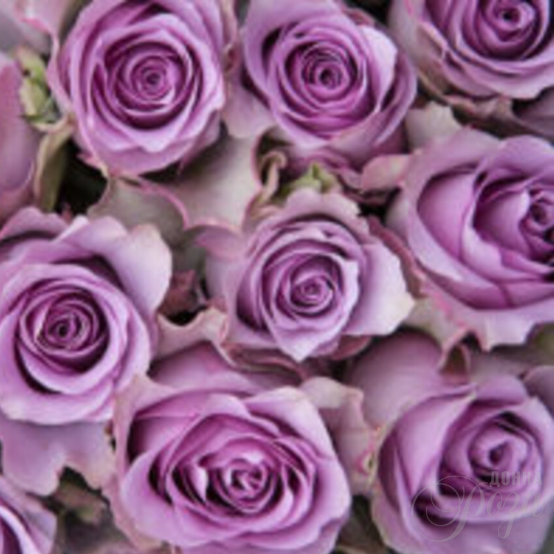 Букет «Песня соловушки» 1