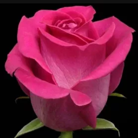 Розовые розы от интернет-магазина «Донна Роза» в Кемерове