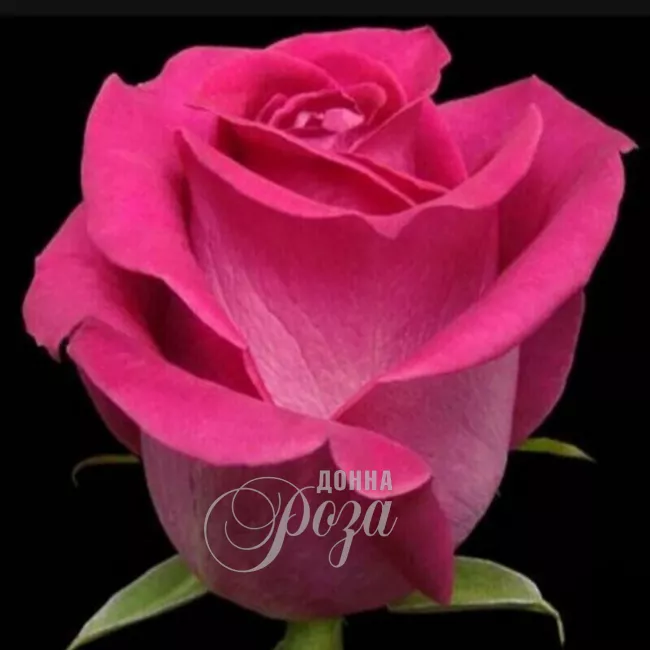 Роза розовая