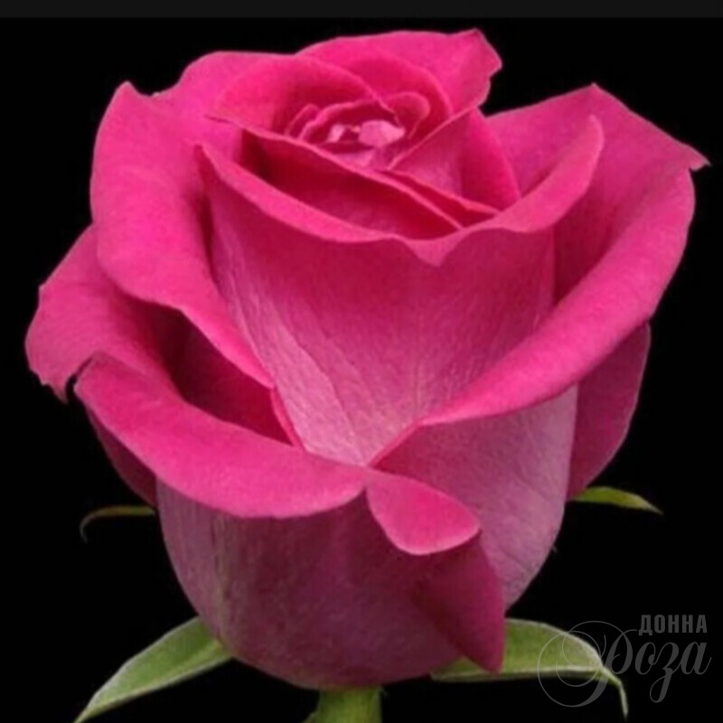 Розовые розы