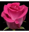 Роза розовая