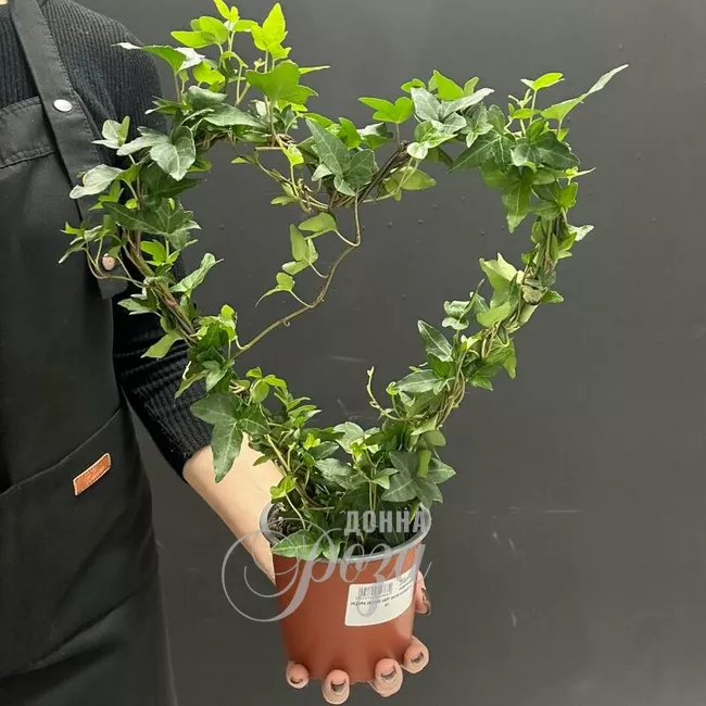 Комнатное растение плющ в форме Сердца 2