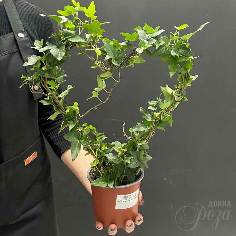 Комнатное растение плющь в форме Сердца 2