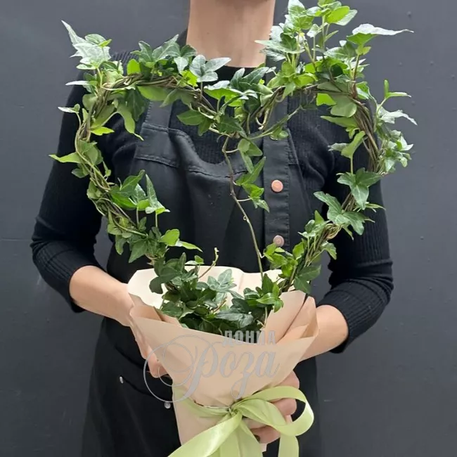 Комнатное растение плющ в форме Сердца