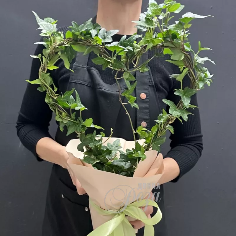 Комнатное растение плющ в форме Сердца