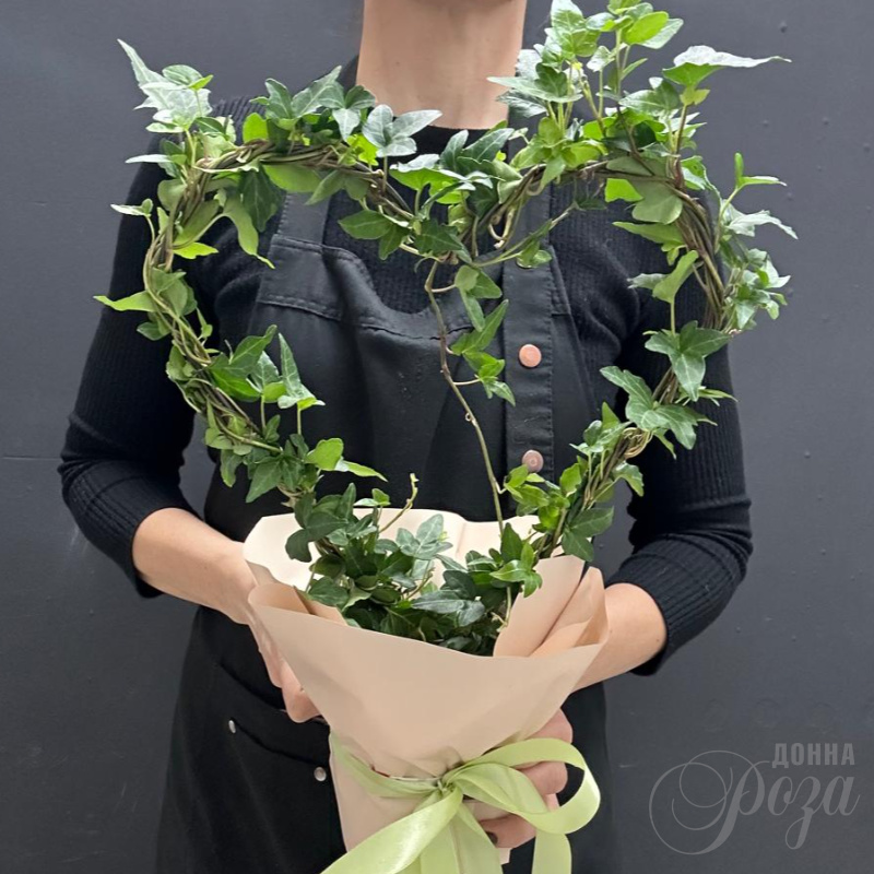 Комнатное растение плющь в форме Сердца