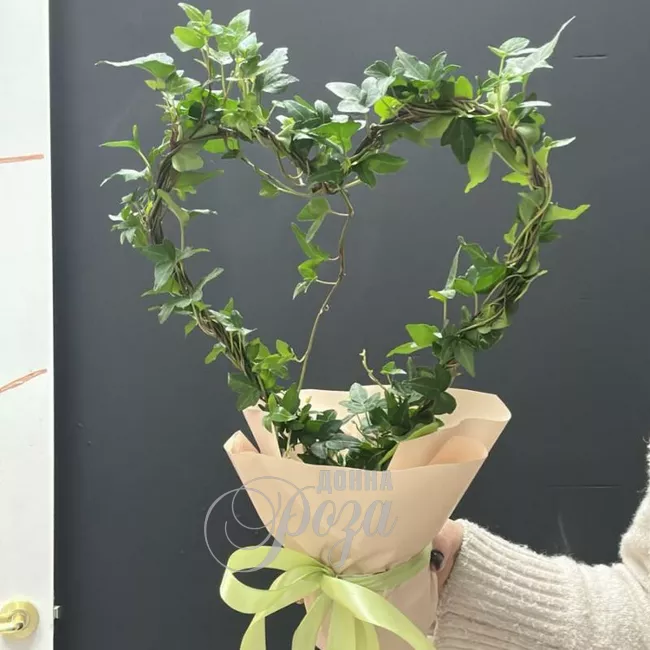 Комнатное растение плющ в форме Сердца 3