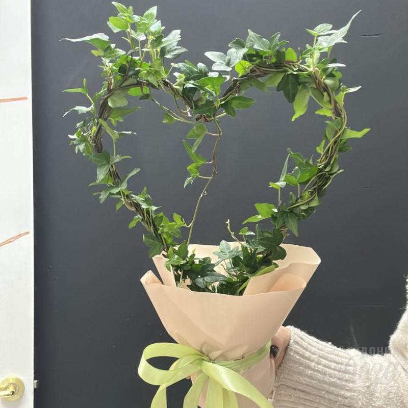 Комнатное растение плющь в форме Сердца 3