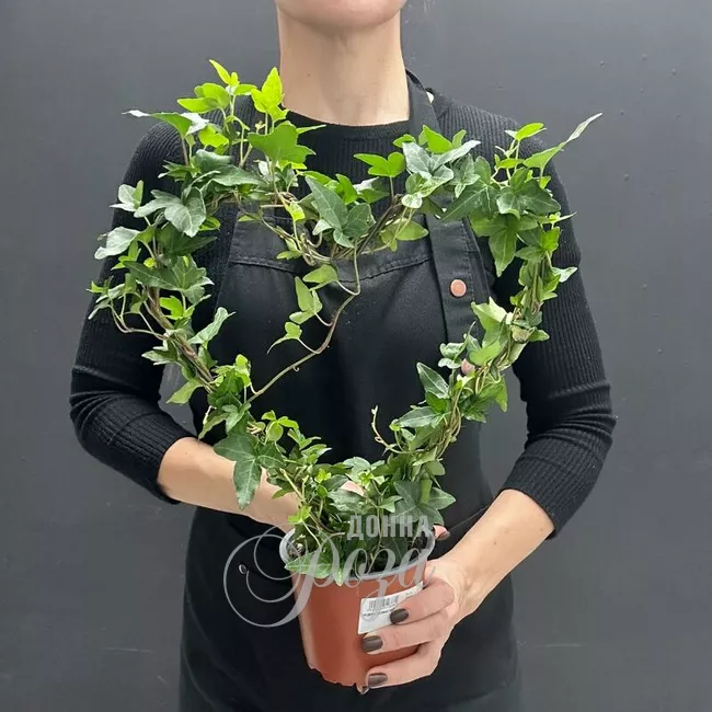 Комнатное растение плющ в форме Сердца 1