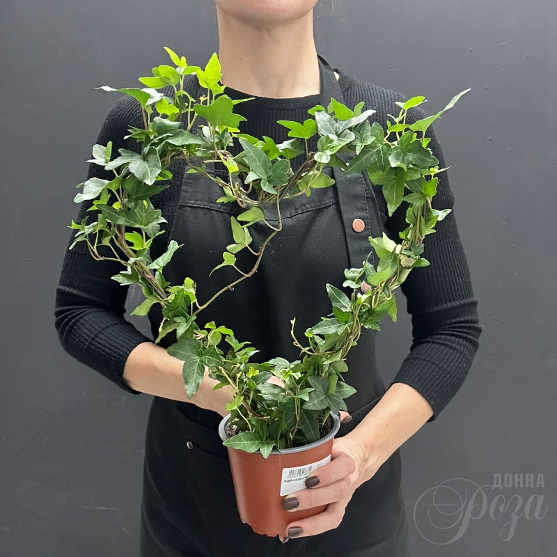 Комнатное растение плющь в форме Сердца 1