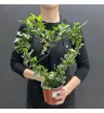 Комнатное растение плющ в форме Сердца 1