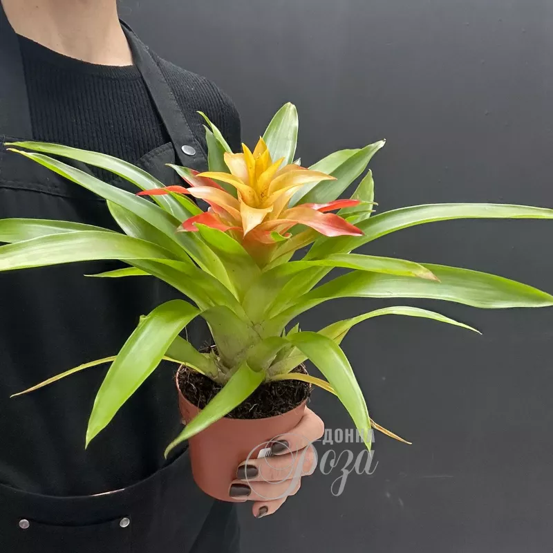 Комнатное растение Гузмания