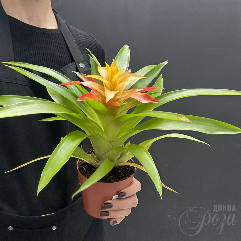 Комнатное растение Гузмания