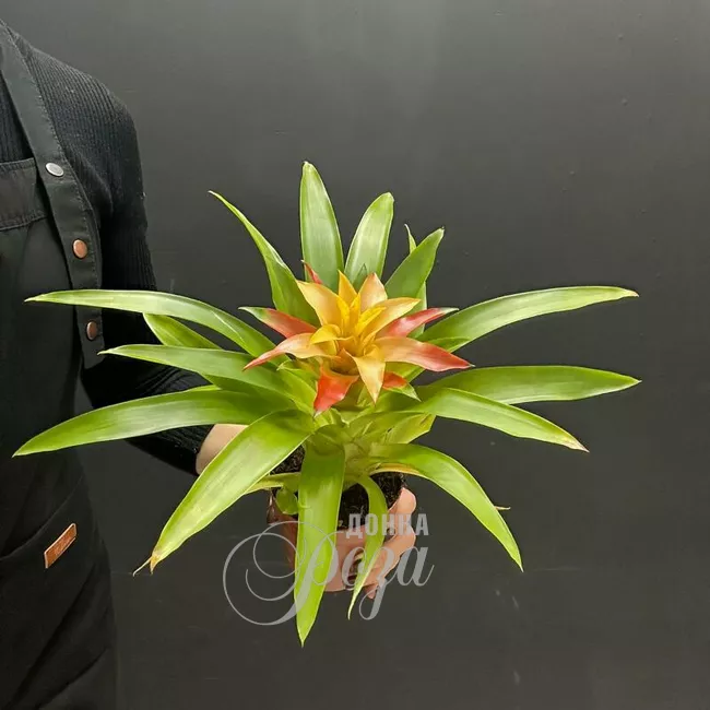 Комнатное растение Гузмания 1