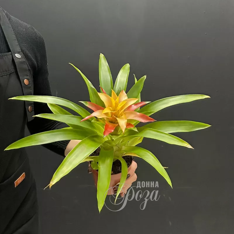 Комнатное растение Гузмания 1