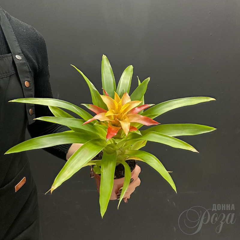 Комнатное растение Гузмания 1