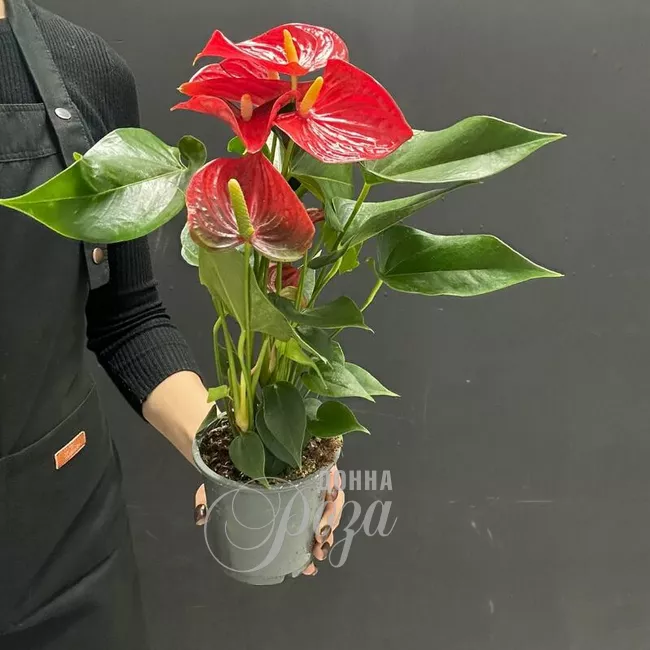 Комнатное растение Антуриум 1